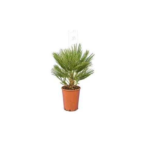 Chamaerops Humilis Palmier Doum Pot De 40 Litres Stipre 40 60 Total