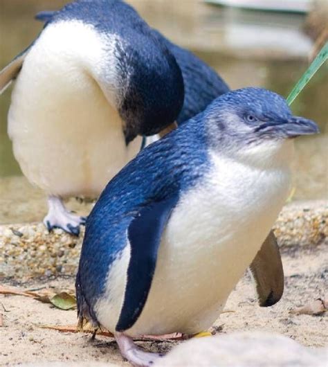 Dwarf Penguin Little Blue Penguin Penguins Different Types Of