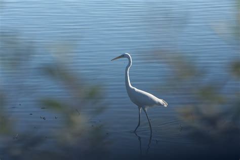 Grande Aigrette Grande Aigrette Ardea Alba Great Egret F Flickr