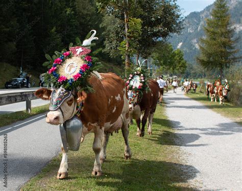 Almabtrieb geschmückte kuh Kühe Vieh Stock Photo Adobe Stock