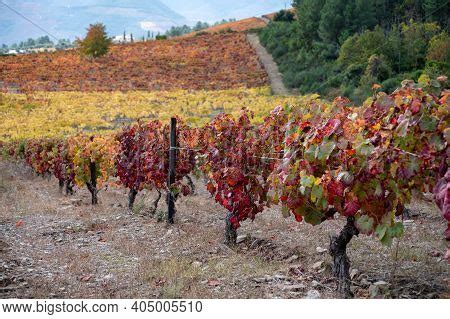 Oldest Wine Region Image & Photo (Free Trial) | Bigstock