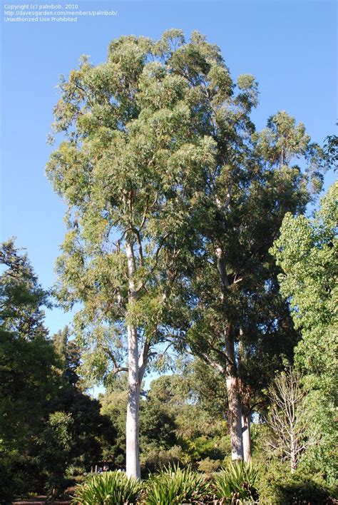 Plantfiles Pictures Eucalyptus Species Sydney Blue Gum Eucalyptus Saligna By Palmbob