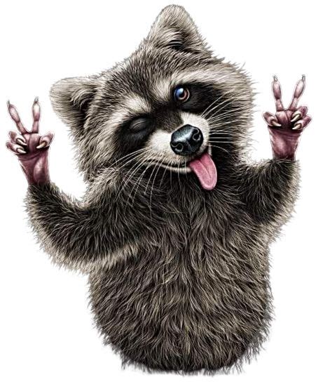 Pin By Claudia Hetze On Spr Che In Raccoon Illustration Raccoon