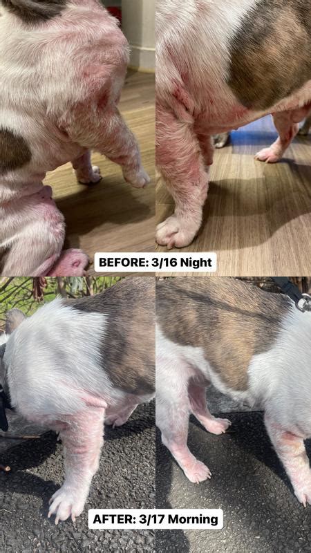 Vetericyn Plus Hot Spot Antimicrobial Pet Hydrogel Fl Oz Petco