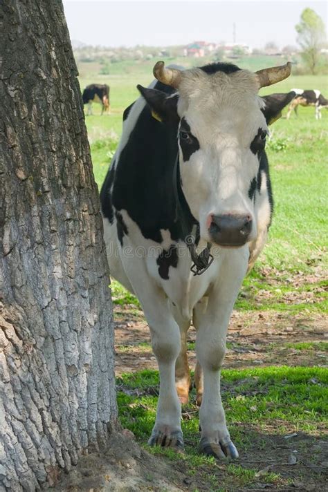 Cow Under A Tree Shadow Stock Image Image Of View Horn