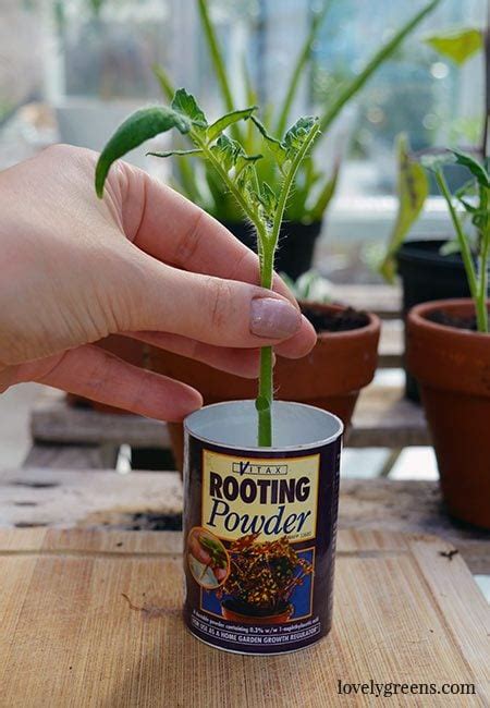 How To Propagate Tomato Plants From Cuttings