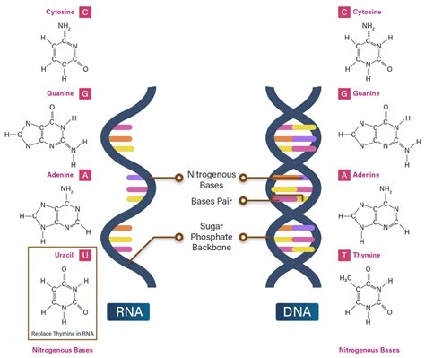 Perbedaan Dna Dan Rna