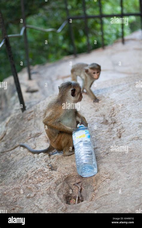 Cheeky monkey hi-res stock photography and images - Alamy