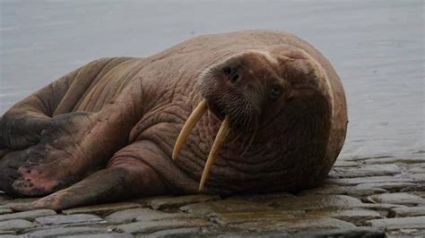 Thor The Walrus Arctic Animal Returns To The Sea In Scarborough Cbbc