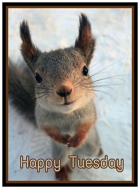 83 Best Happy Tuesday Images On Pinterest