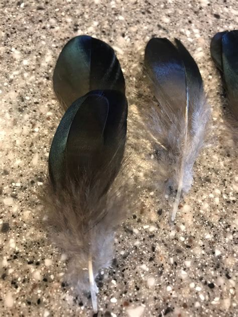 Wood Duck Feathers Black and Iridescent Wood Duck Feathers - Etsy