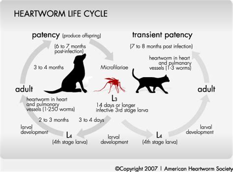 Heartworm Disease Northgate Animal Hospital Northgate Animal Hospital