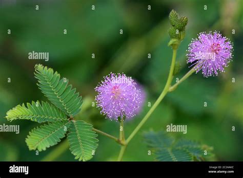 Rosa mimose -Fotos und -Bildmaterial in hoher Auflösung – Alamy