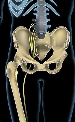 Sciatic nerve - Wikipedia