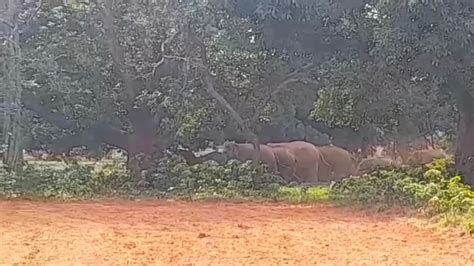 लोहरदगा रांची एनएच के समीप पहुंचा हाथियों का झुंड ग्रामीणों की भीड़