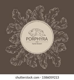 Background Porphyra Porphyra Seaweed Red Algae Stock Vector (Royalty ...