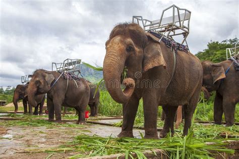 Phuket, Thailand, Elephant Farm, Elephant Riding Stock Image - Image of animal, caucasian: 172216483