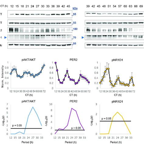 Akt Exhibits Cell Autonomous Circadian Phosphorylation Rhythms A