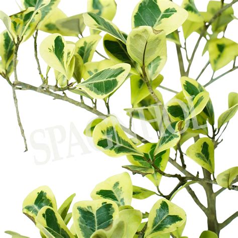 Ficus Triangular Pt Spagnhol Plantas Ornamentais Loja Virtual