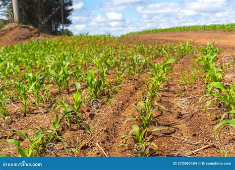 Maize Plantation Zea Mays In Initial Stage Stock Photo Image Of