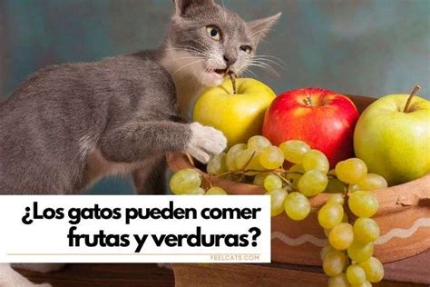 Qu Frutas Y Verduras Pueden Comer Los Gatos Feelcats