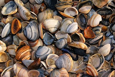 Royalty Free Photo Four Assorted Color Seashells On White Sand Beach