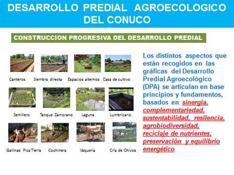 Investigo Formo Y Siembro Desarrollo Predial Agroecologico Del Conuco