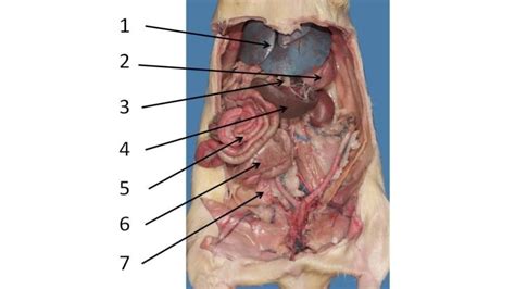 Rat Dissection Abdominal Cavity Diagram Quizlet