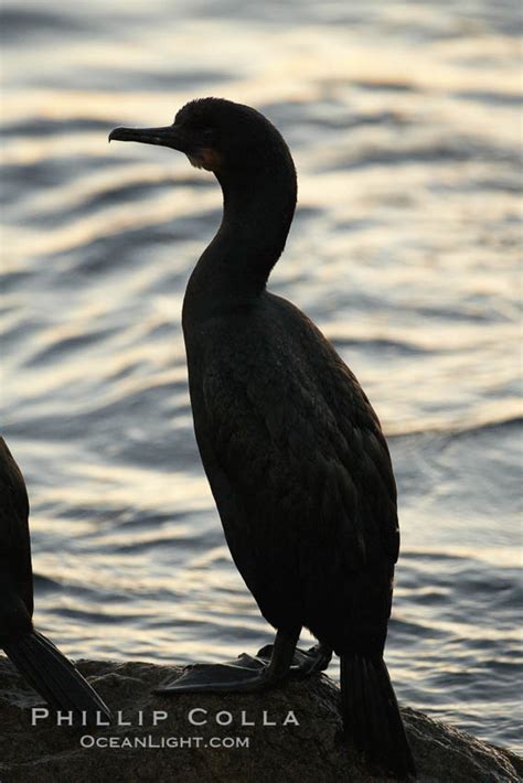 Brandt S Cormorant Phalacrocorax Penicillatus Monterey California