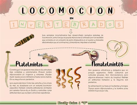 Locomoci N En Invertebrados Naelly Mishell Udocz