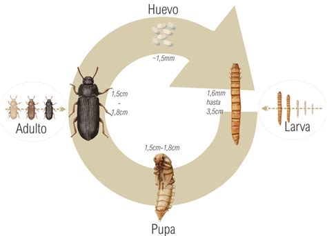 Tenebrio Molitor Propiedades Nutricionales Y Caracter Sticas Ecoproten