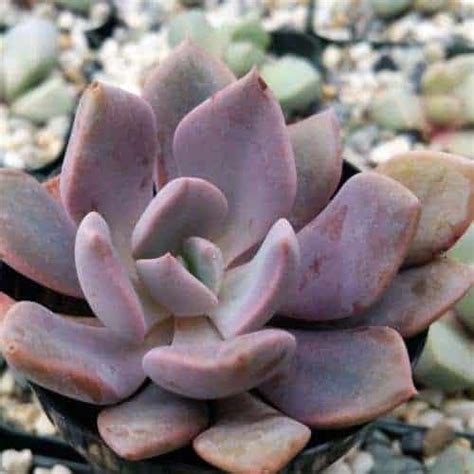 11 Non-Toxic Succulents Safe for Dogs - Sublime Succulents