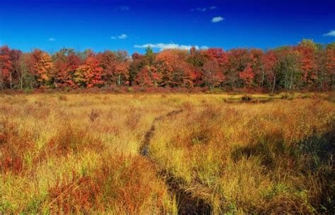 Free Images Landscape Tree Nature Forest Creek Hiking Leaf