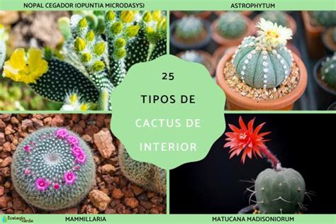 Tipos De Cactus De Interior Nombres Y Fotos