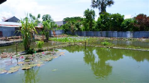 Penyediaan Kolam Ikan Air Tawar Malayenc