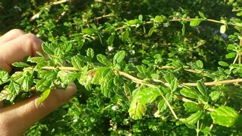 Mexican Oregano Easy Herb To Grow In Florida Youtube