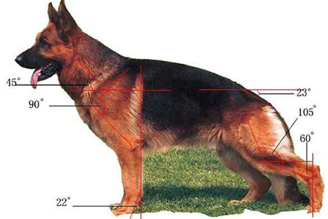 German Shepherd Dog Breed Information And Facts