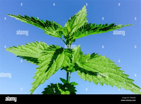 Stinging Nettle Leaves Close Up Urtica Dioica Stinger Stock Photo Alamy