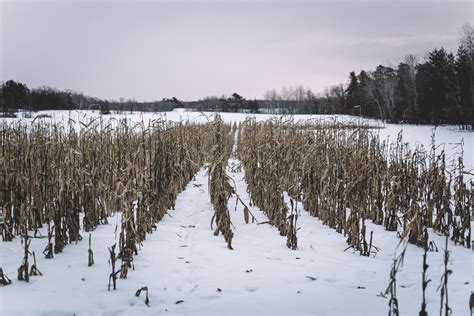 Top Three Late Season Whitetail Deer Hunting Tips GOHUNT The