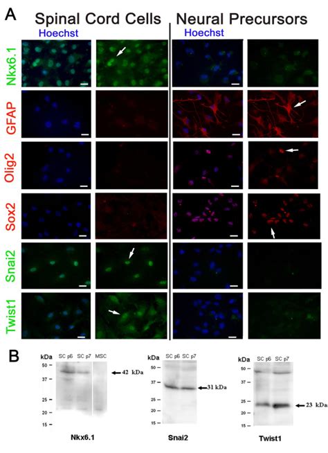 Immunofluorescence Characterization A Spinal Cord Cells And Human