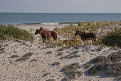 Assateague Island National Seashore Noredgraphic