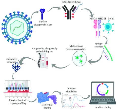 Schematic Workflow Followed For The Multi Epitope Vaccine Design