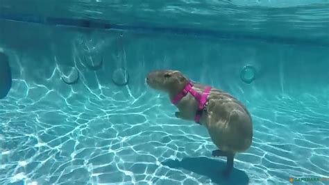 Capybara Swimming