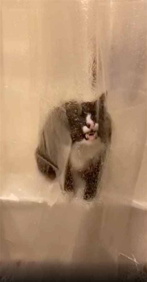 Funny Cats Falling In Water