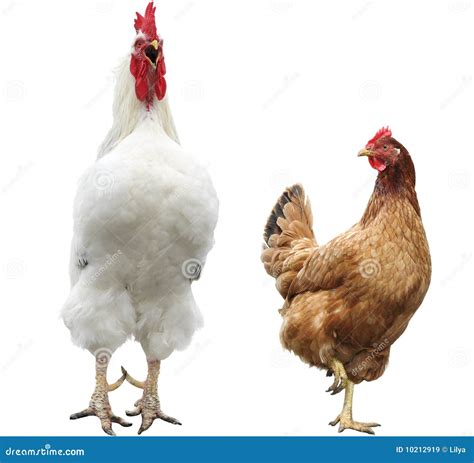 Funny hen and rooster stock image. Image of dirty, cute - 10212919