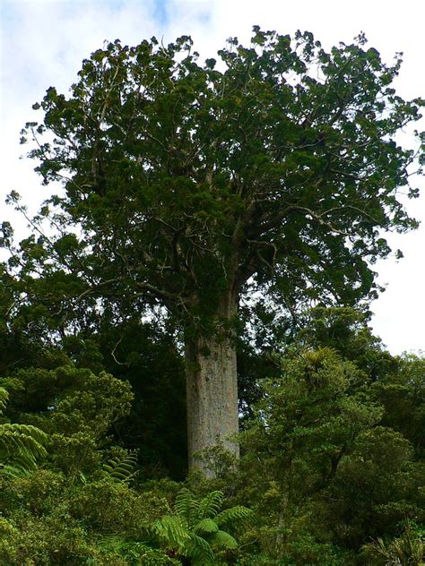 Kauri Tree The Massive Kauri Tree Although This Was One O Flickr