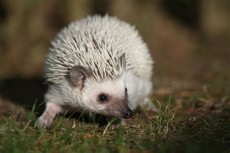 is it normal hedgehog not eating step by step 6