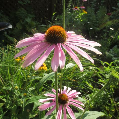 Echinacea Flower - Free photo on Pixabay