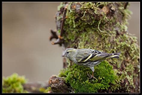 Tarin Des Aulnes Fringilides Carduelis Spinus Flickr