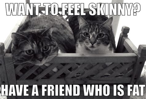 Pin on Funny Cat Memes by Me